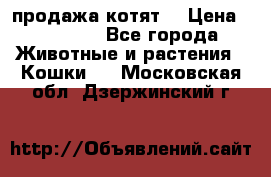 продажа котят  › Цена ­ 15 000 - Все города Животные и растения » Кошки   . Московская обл.,Дзержинский г.